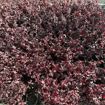 Iresine (Blood Leaf)